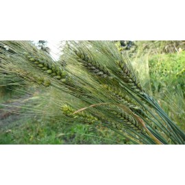 Sunshine Seeds Peruvian Trigo Wheat Seeds (200) / ORGANIC / FLORIDA GROWN