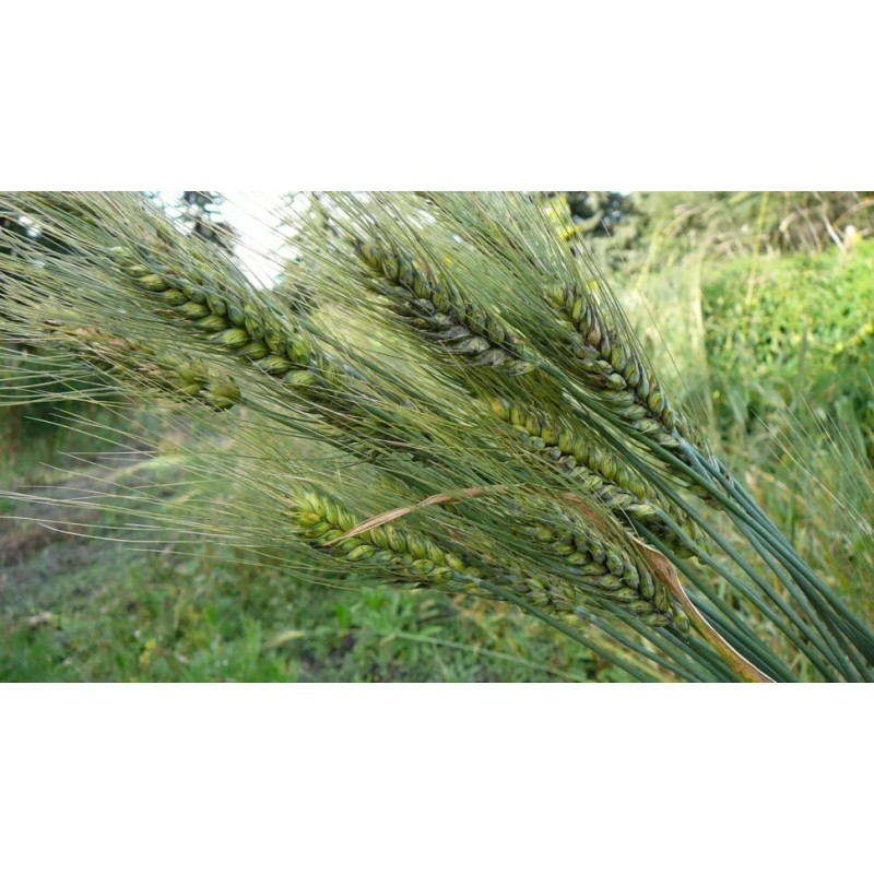 Sunshine Seeds Peruvian Trigo Wheat Seeds (200) / ORGANIC /