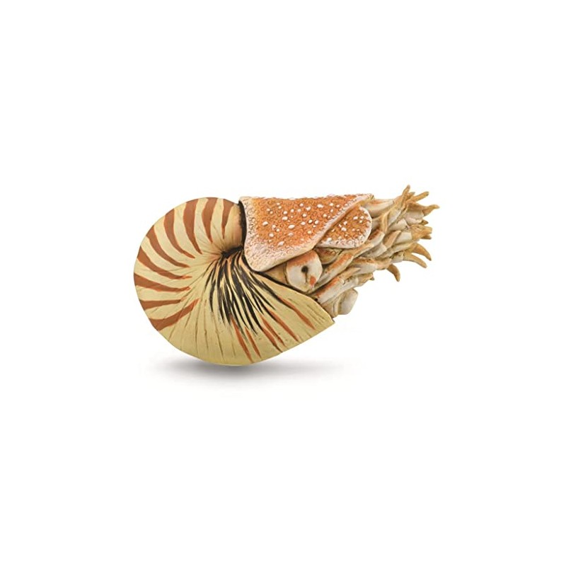 CollectA, Nautilus Pompilius, Collectable Animal Figurine