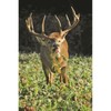 Whitetail Institute Tall Tines Tubers, 12 LB