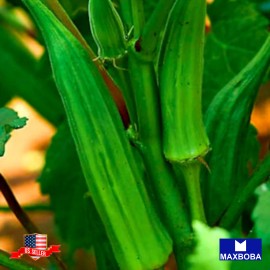 Maxboba Okra Seeds Clemson Spineless 80 Organic Non-GMO Heirloom - 200 Seeds