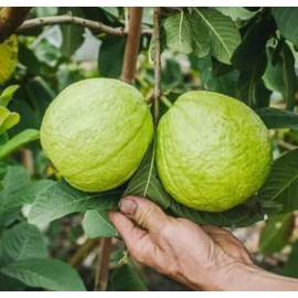 Unbranded White Guava Live Starter Tree - 6-10in Tall - 4in Pot - Delicious Guava Fruit