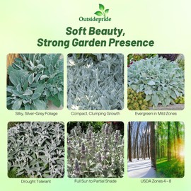 Outsidepride Stachys Byzantina Lamb's Ear Seeds - 1000 Pcs Perennial Flower Seeds for Planting Velvet-Textured Silvery Foliage & Vibrant Blooms for Ground Cover & Pollinator Gardens
