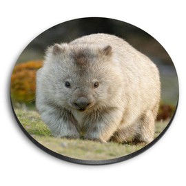 1 x Round MDF Magnet - Cute Wombat Australia Animal 2295