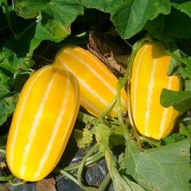 TomorrowSeeds - Golden Giant Korean Melon Seeds - 45+ Count - for 2025 Planting Hybrid Yellow White Stripe Japanese Cantaloupe Chamoe Ginkaku Makuwa Asian Fruit Grow Your Own Home Farm Patio Healthy