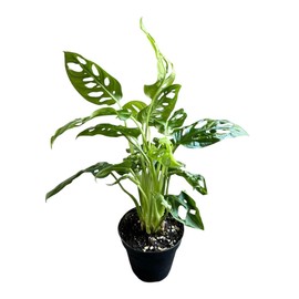 Hopewind Plants Shop Monstera Adansonii Swiss Cheese Plant, Unique and Beautiful Statement in Any Space, Green Thumbs up and Plant Lover's Favorites in 4" Pot