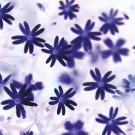 Ursus Garden Flowers 38065506 Folding Sheets 115 g/m² 50 Sheets 15 x 15 cm Printed on One Side