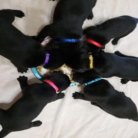 Puppy ID Collars,15 PCS Identification Soft Nylon Puppy Collars, Adjustable Breakaway Safety Whelping Litter Collars for Newborn Puppies Kitten – Set of 15 (Medium 8.5" - 13.0")