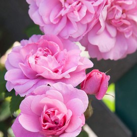 Heirloom Roses Climbing Rose Plant - John Davis Pink Rose Bush, Hardy Live Plant for Planting Outdoors