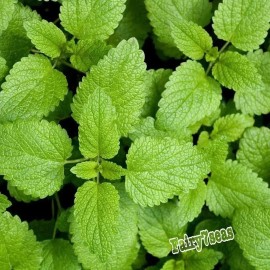 Fairy7Seas Lemon Balm Seeds - Melissa officinalis - Honey Plant Herb - 200 Seeds