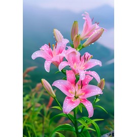 LanQx 3pcs Lily Bulbs for Planting - Perennial Oriental & Asiatic Lily Flower Bulbs, Fragrant Summer Blooming Bulbs, Easy to Grow for Garden, Containers & Cut Flowers (Pink,3)
