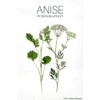 Anise Tea Herbal Infuision Anis (30g) Zip Lock