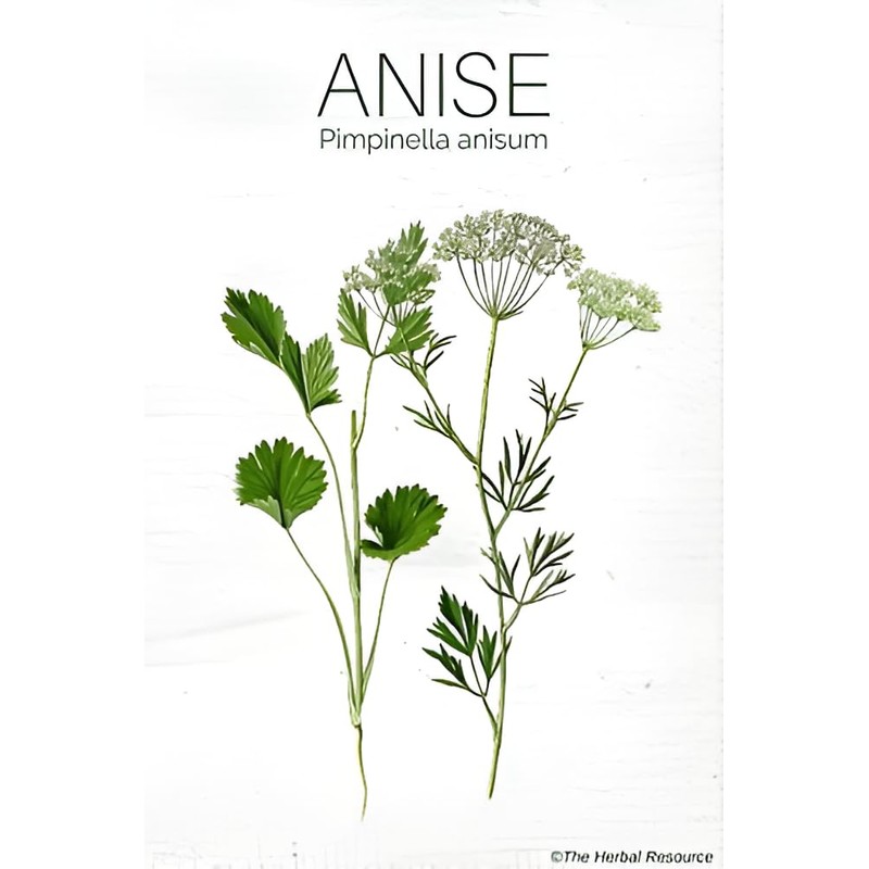 Anise Tea Herbal Infuision Anis (30g) Zip Lock