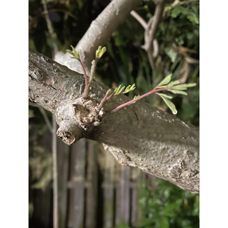 Ripkitty Moringa Oleifera (Tree of Life) Wingless Seeds Planting Nuts