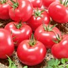 NIKA SEEDS - Seeds Vegetable Tomato Glory Red - 25