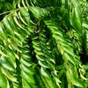 Fresh Curry Leaves 50G
