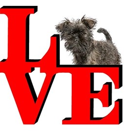 Affenpinscher Love Park Cute Dog Fridge Refrigerator Car Magnet