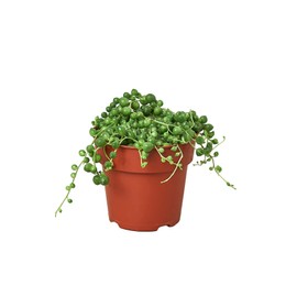 HOUSE PLANT SHOP | Succulent 'String of Pearls' - 4" Pot | Live Indoor Plant | Free Care Guide