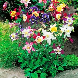 CEMEHA SEEDS - Seeds Columbine Dwarf Mix Aquilegia Perennial Flowers for Planting