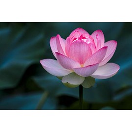 Japanese Incense Sticks Pack of 50 Nippon Kodo Morning Star Incense Sticks from Japan Made from Natural Materials without Chemicals for Relaxation and Meditation (Lotus Blossom)