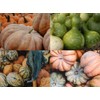 “Magical Mix” Large Pumpkin and Gourd Mix Seeds – Large