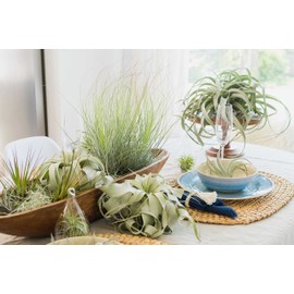 Air Plant Shop 5 Pack Yucatan Collection of Tillandsia Air Plants - Wholesale and Bulk - Succulents - Live Tillandsia - Easy Care Indoor and Outdoor House Plants