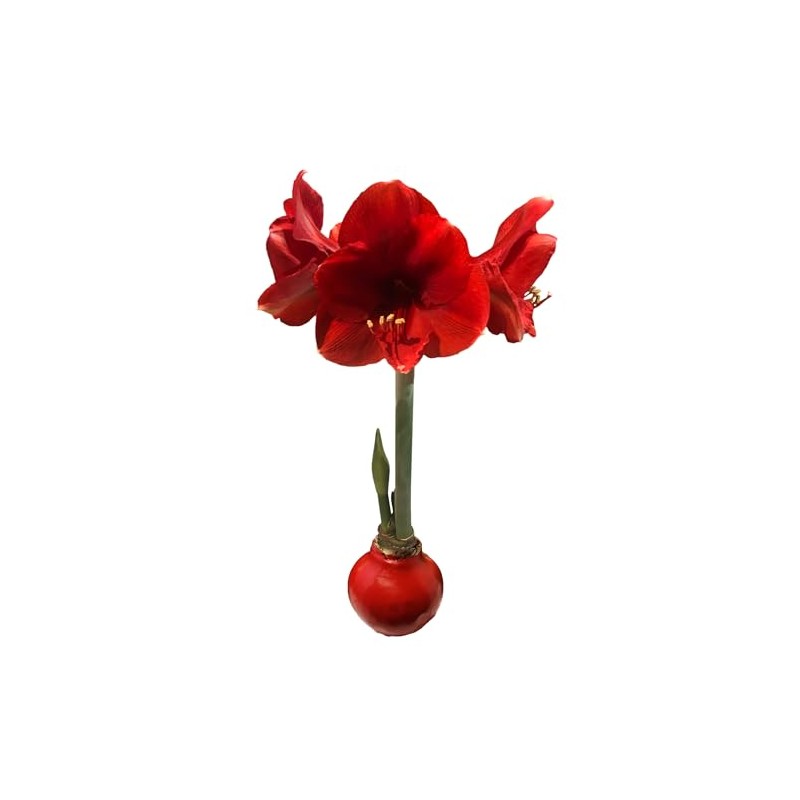 Red Waxed Red Lion Amaryllis Bulb Size 26/28