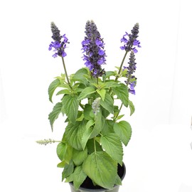 American Plant Exchange Purple Salvia, Blue Sage, Live Flowering Perennial, 6-Inch Pot, Drought Tolerant, Easy to Care Outdoor Landscape Plant