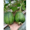 KSGARDEN 5 PCS TAIWAN APPLE LUFFA F1 SUPER SWEET ,