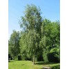 Buy Rare Seeds Betula pendula | European white birch |