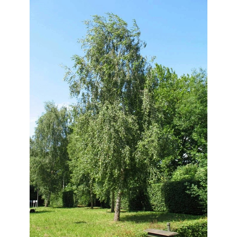 Buy Rare Seeds Betula pendula | European white birch |