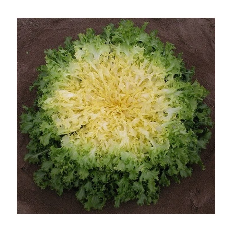 RAISE ME UP: Seeds Endive Curly Frisee Lettuce Non GMO