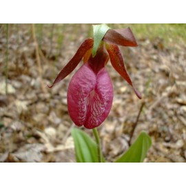 Lakeside Seeds Cypripedium acaule (Pink Lady Slipper) orchid seed packet, perennial, Z 3-9