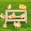 Cubolar Pine Chicken Perch with Mirror, Strong Chick Jungle Gym