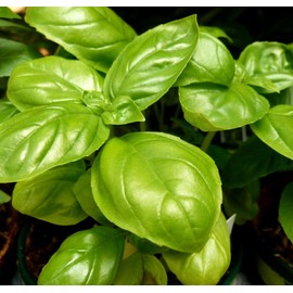 Giant Basil about 100 Seeds for Planting Non-GMO