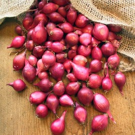 TomorrowSeeds - Karmen Red Onion Sets (Bulbs) - 1/2 Pound - for 2025 Planting Seeds Gardening Sweet Excellent Storage Noon Intermediate Day Neutral Onions Grow Your Own Home Farm