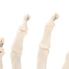 Human Hand Model Hand Joint Display Model for Patient Training