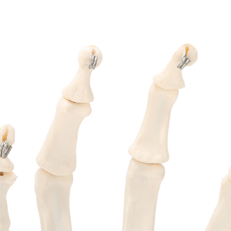 Human Hand Model Hand Joint Display Model for Patient Training