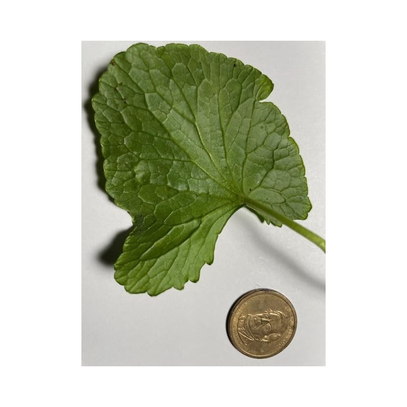 Gotu Kola " Brahmi " Oil 2fl. oz. "Mauifarmacy Grown"