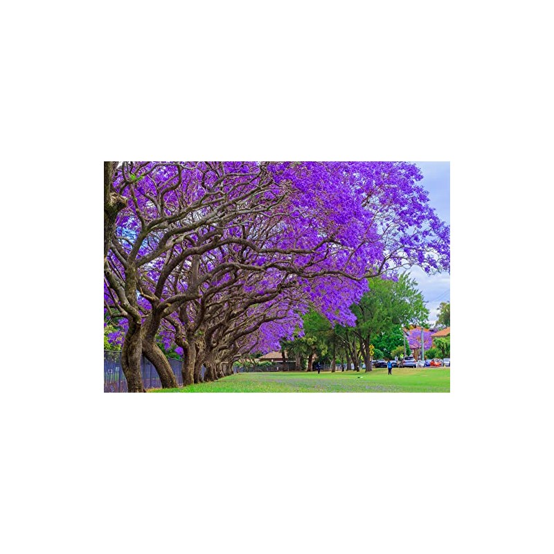 Blue Jacaranda Tree Seeds - 25 Seeds - Exotic Purple