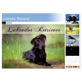 Labrador Retriever (Monthly Wall Calendar 2025 16.5" x 23.4" (open)), CALVENDO 14 Month Calendar