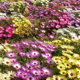 Dorotheanthus bellidiformis (Annual Iceplant, Mixed) Flower Seeds, Seeds by MySeeds.Co, You Choose The Amount (1 LB)