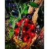 Solar Ladybug Outdoor Garden Statue,Hanging Waterproof LED Solar Lights Outdoor