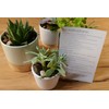 TerraGreen Creations TerraGreen Creations Succulent Planter Kit - Terrarium Kit