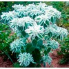 SeedsUP - 30+ Seeds Snow on The Mountain Euphorbia Spurge