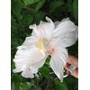 Marilyn Tropical Landscape Hibiscus Live Plant Rare Almost Pure White