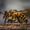 Polen De Abeja Rancho San Cayetano Vitaminas Minerales 75g