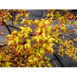 Ueno Homare Japanese Maple 2 - Year Graft