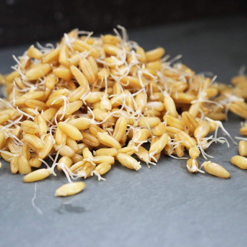 Organic Kamut Seed- 5 Lb- Kamut Grain Seeds- For Growing