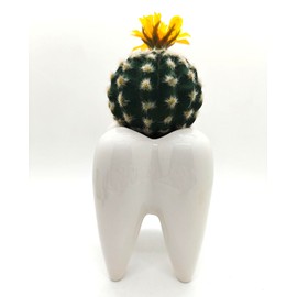 MONMOB Ceramic Tooth Shaped Pen Pencil Toothbrush Holder Pot Succulent Plant Pot Home Office School Dentists Gift (6")